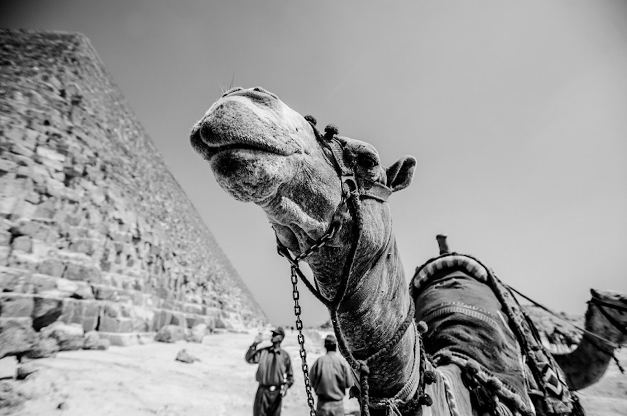 Egypt bw web
